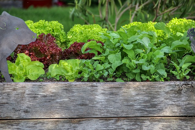 How To Plan Your First Vegetable Garden